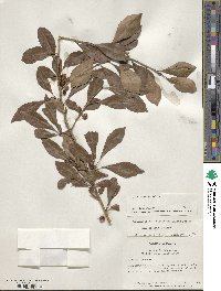 Ilex decidua image