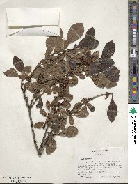 Ilex decidua image