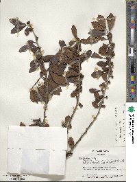 Ilex decidua image