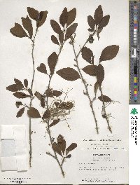 Ilex decidua image