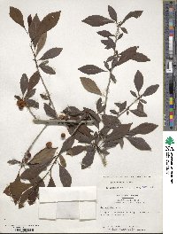 Ilex decidua image