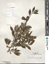 Ilex decidua image