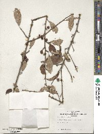 Ilex decidua image