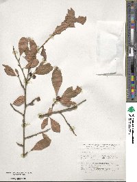 Ilex decidua image