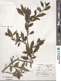 Ilex decidua image