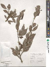 Ilex decidua image