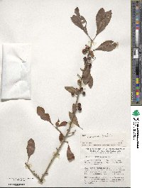 Ilex decidua image