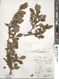 Ilex decidua image