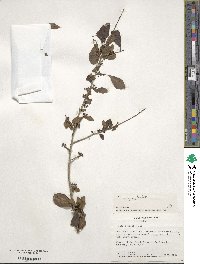 Ilex decidua image