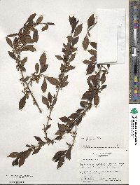 Ilex decidua image