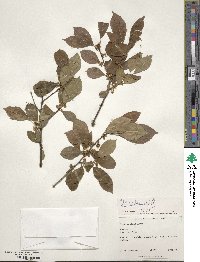 Ilex decidua image