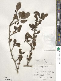 Ilex decidua image