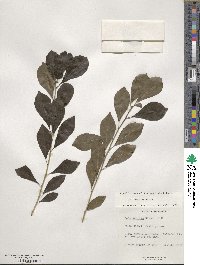 Ilex decidua image