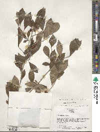 Ilex decidua image