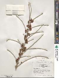 Ilex decidua image