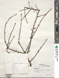 Ilex decidua image