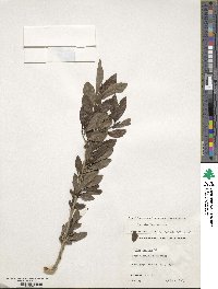 Ilex decidua image