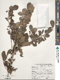 Ilex decidua image