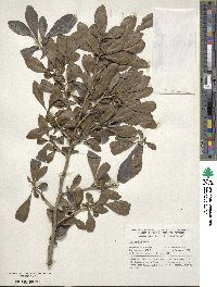 Ilex decidua image