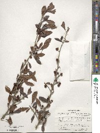 Ilex decidua image