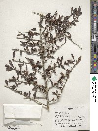 Ilex decidua image