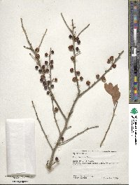 Ilex decidua image