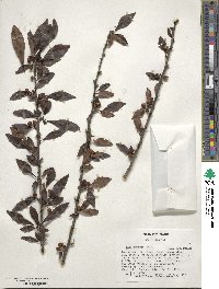 Ilex decidua image