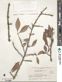 Ilex decidua image