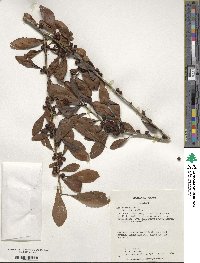 Ilex decidua image