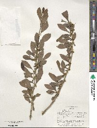 Ilex decidua image