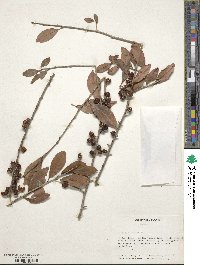 Ilex decidua image