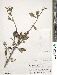 Ilex decidua image