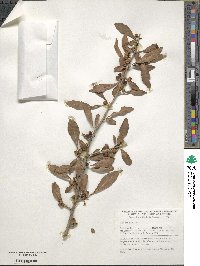 Ilex decidua image