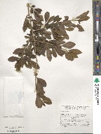 Ilex decidua image