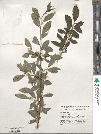 Ilex decidua image