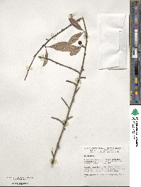 Ilex decidua image