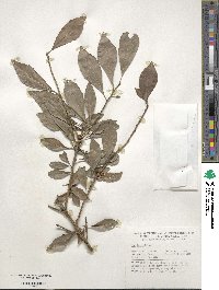 Ilex decidua image