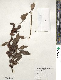 Ilex decidua image