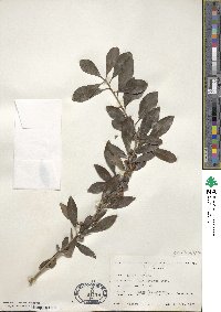 Ilex decidua image