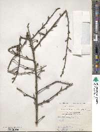 Ilex decidua image