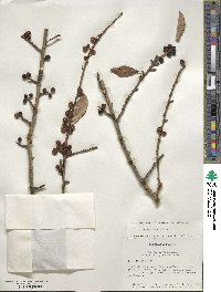 Ilex decidua image