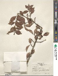 Ilex decidua image