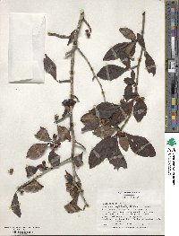 Ilex decidua image