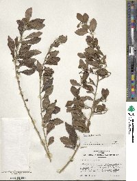 Ilex decidua image