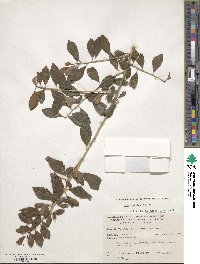 Ilex decidua image