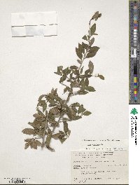 Ilex decidua image