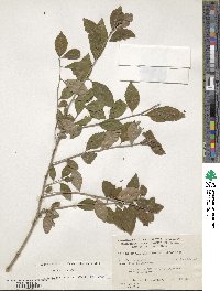 Ilex decidua image