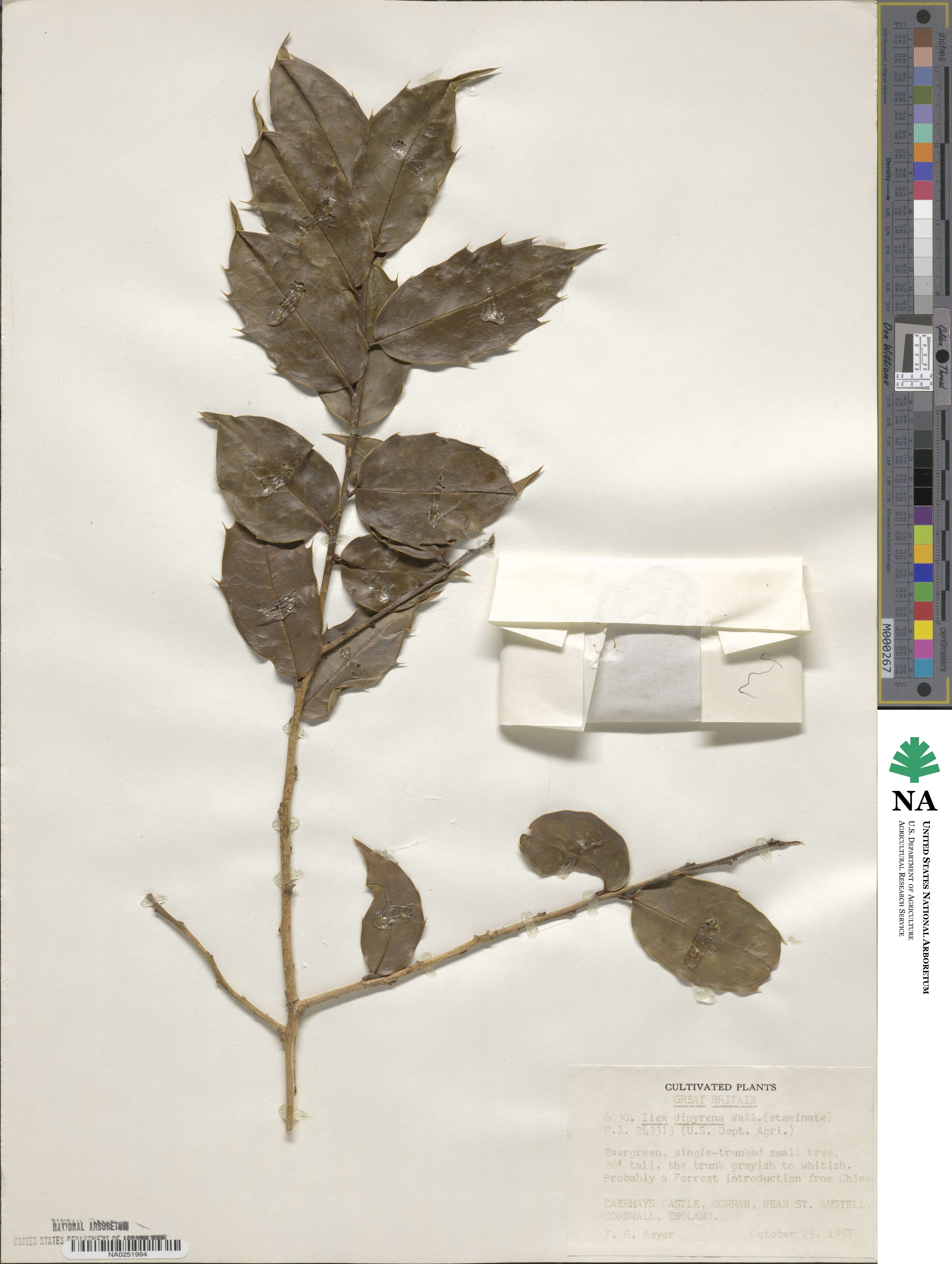 Ilex dipyrena image