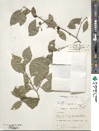 Ilex ambigua image