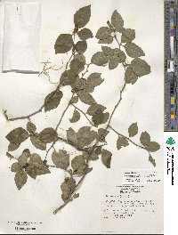 Ilex ambigua image